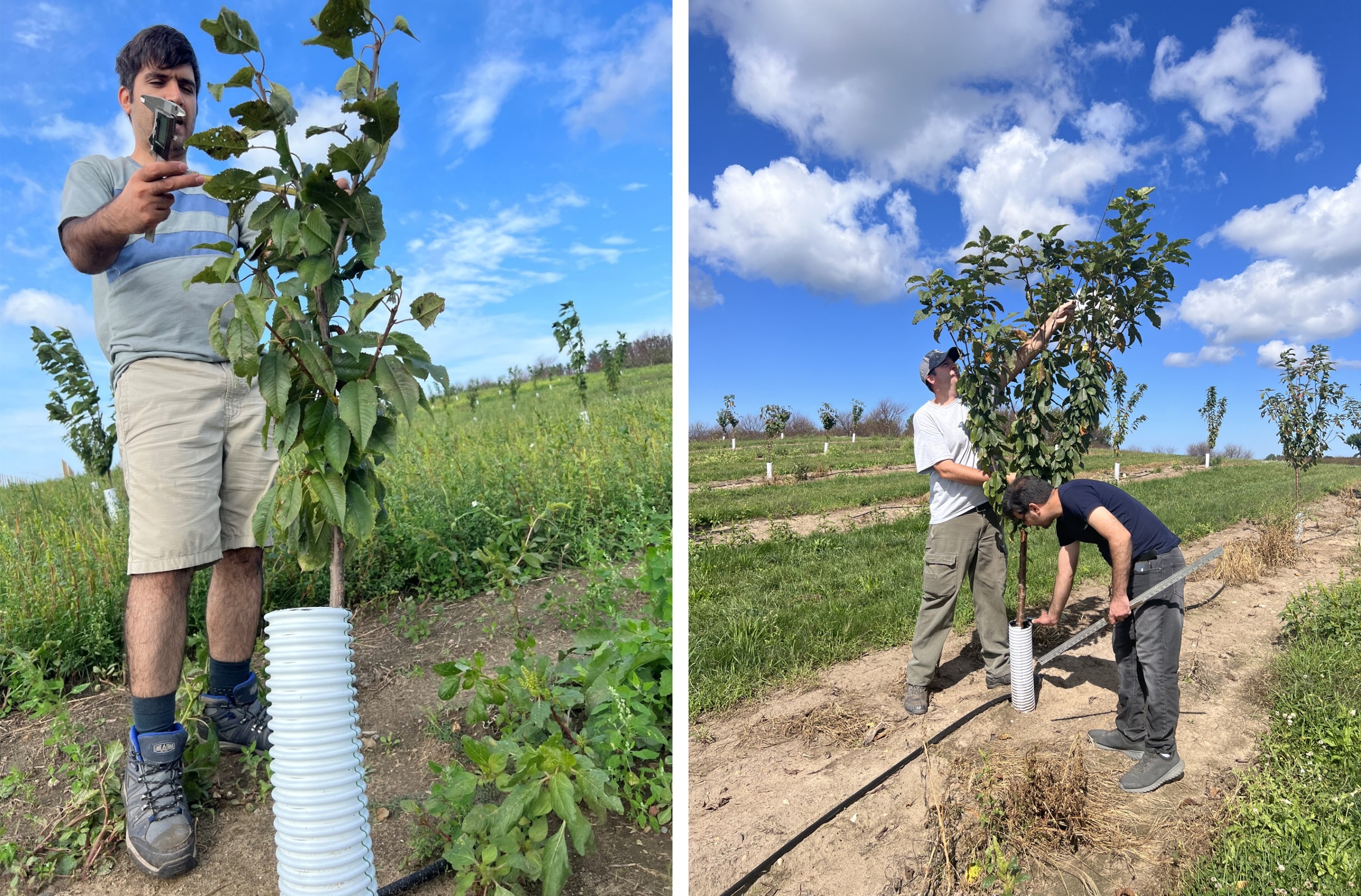 Fig 4 measuring cherry trees .jpg